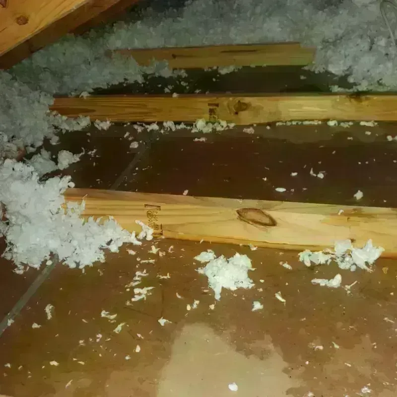 Attic Water Damage in Cedar County, IA